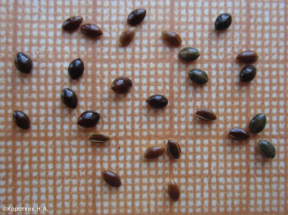 Image of Panicum miliaceum ssp. ruderale specimen.