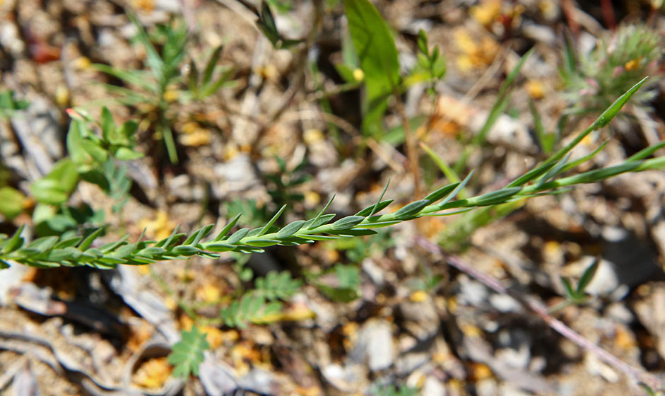 Image of Linum bienne specimen.