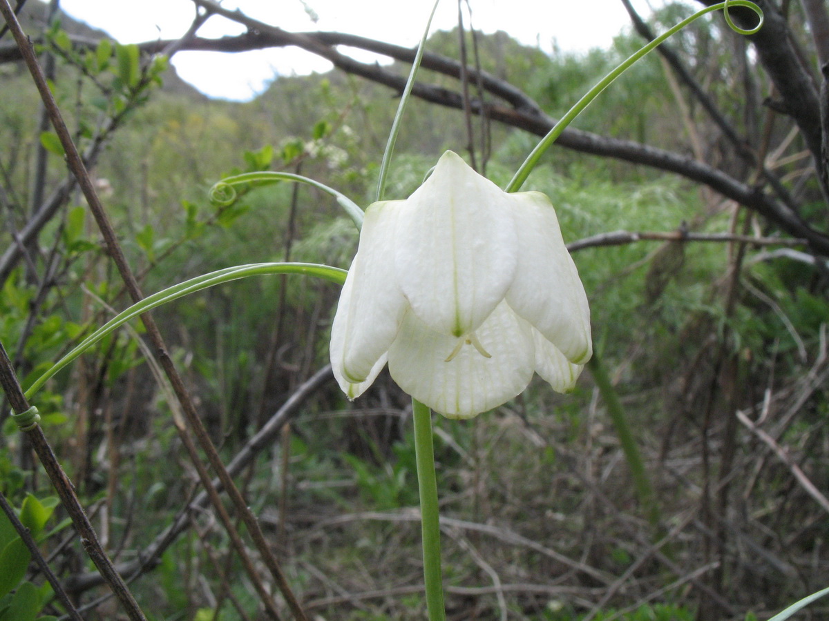 Image of Fritillaria verticillata specimen.