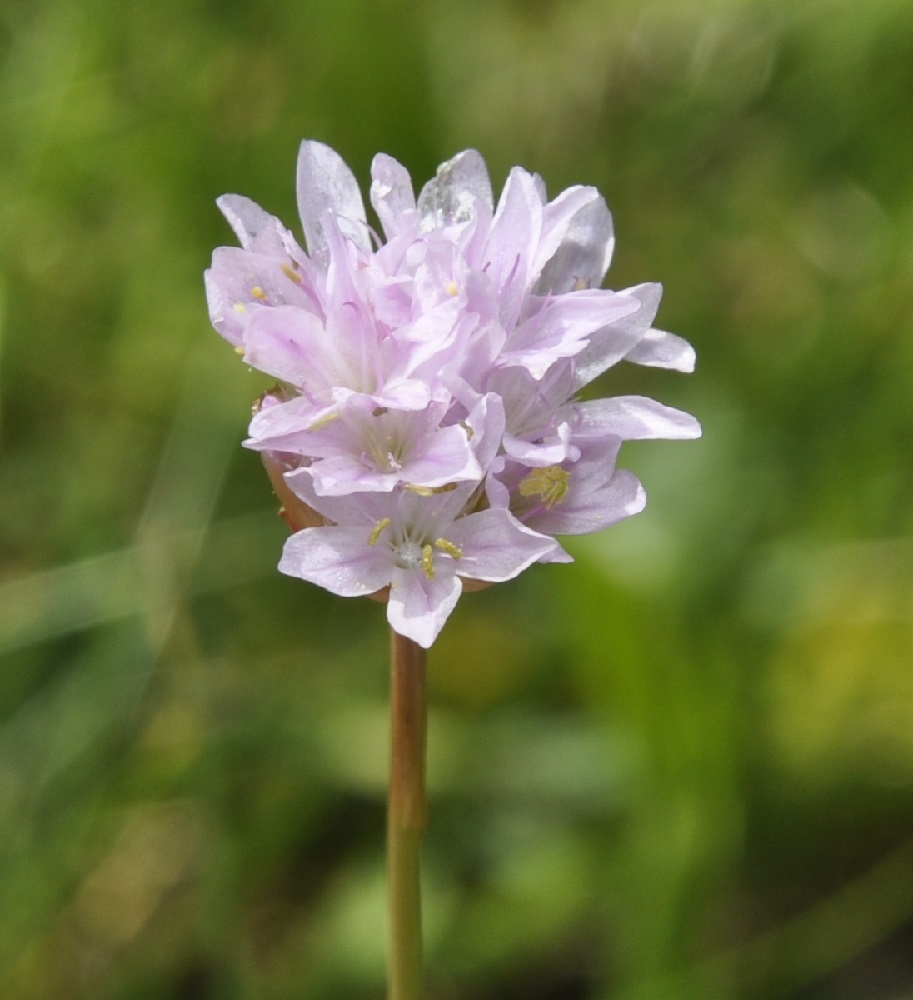 Image of Armeria canescens specimen.