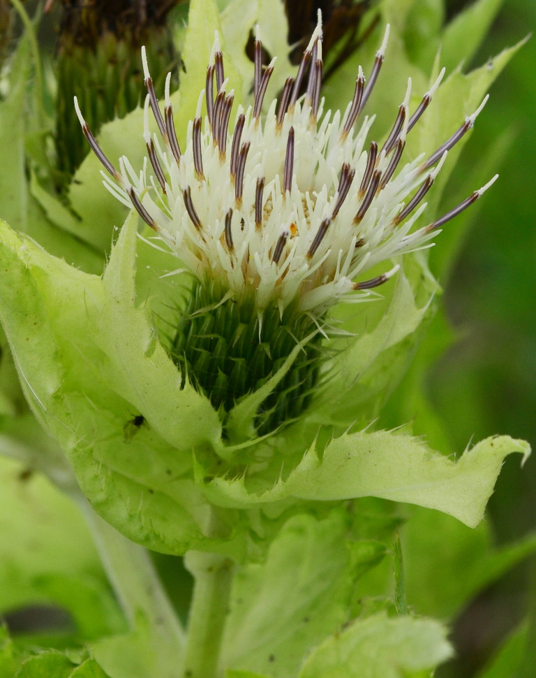 Image of Cirsium oleraceum specimen.