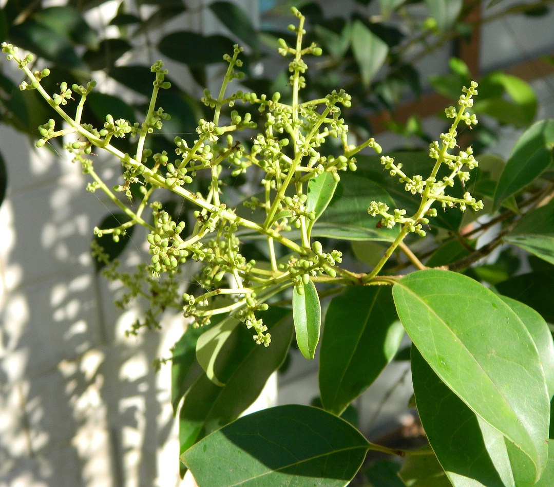 Image of Ligustrum lucidum specimen.