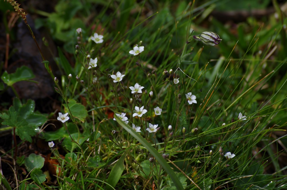 Изображение особи Minuartia uralensis.