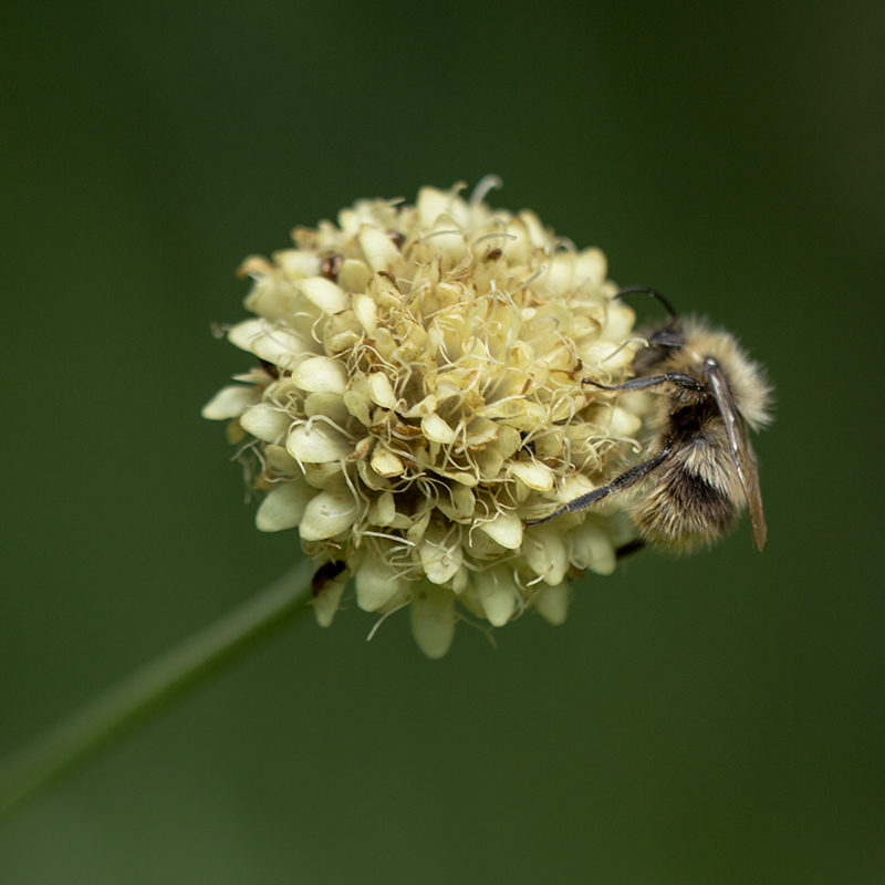 Image of Cephalaria calcarea specimen.