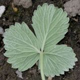 Смотреть изображение Potentilla megalantha