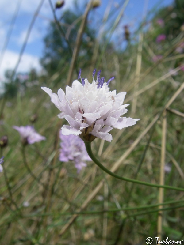 Image of Cephalaria transsylvanica specimen.