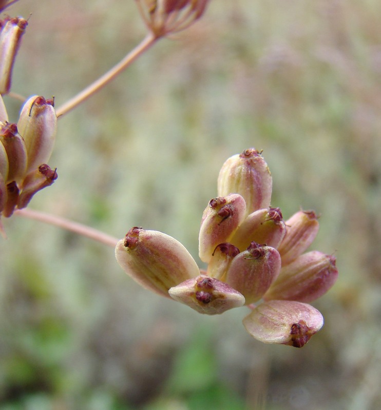 Image of Macroselinum latifolium specimen.