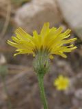 Crepis rhoeadifolia. Соцветие. Крым, Севастополь, бухта Казачья. 4 октября 2009 г.