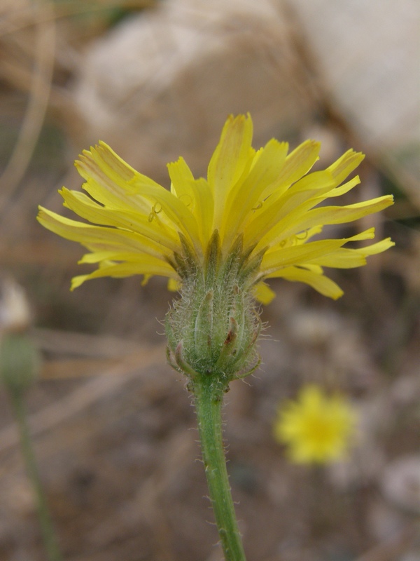 Изображение особи Crepis rhoeadifolia.