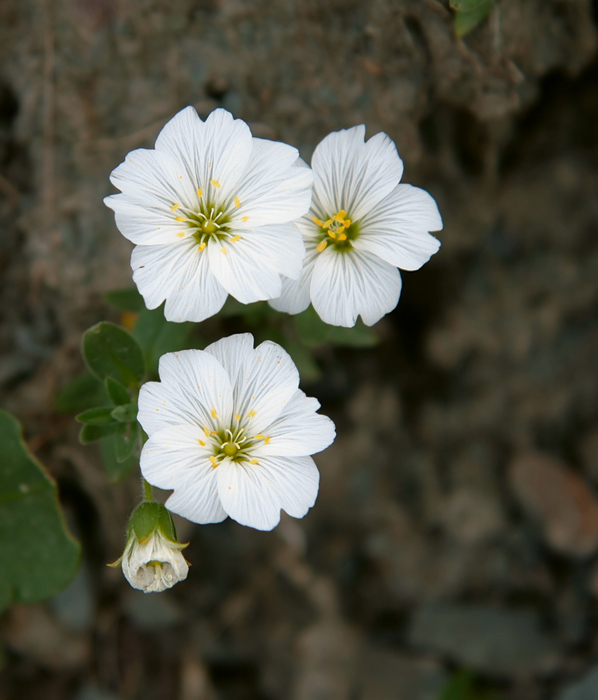 Изображение особи Cerastium lithospermifolium.