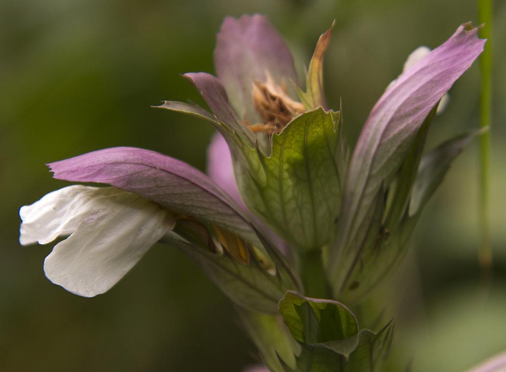 Изображение особи Acanthus mollis.