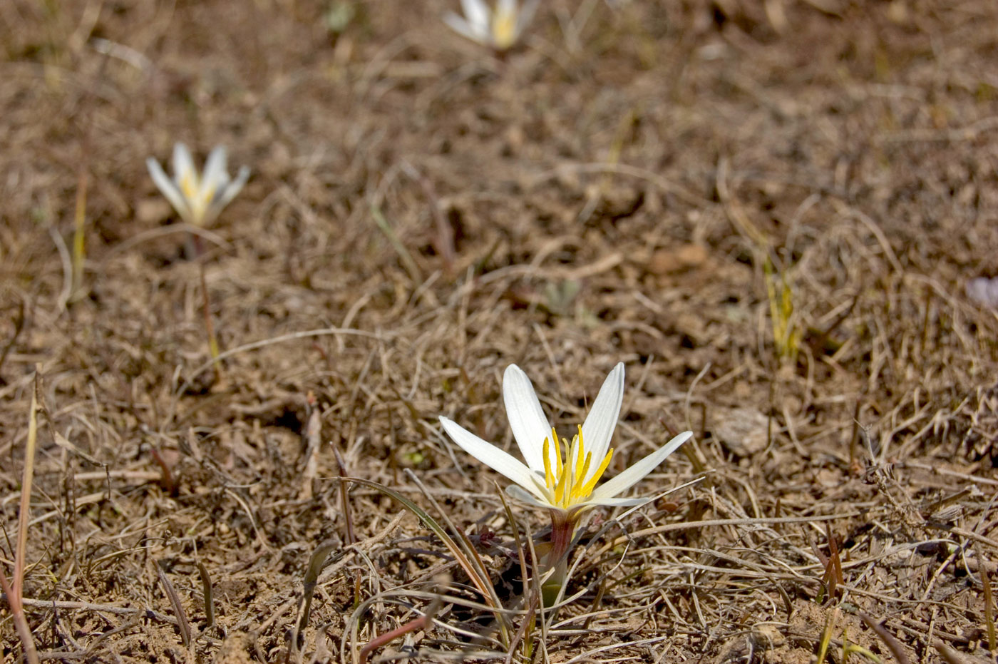 Изображение особи Colchicum kesselringii.