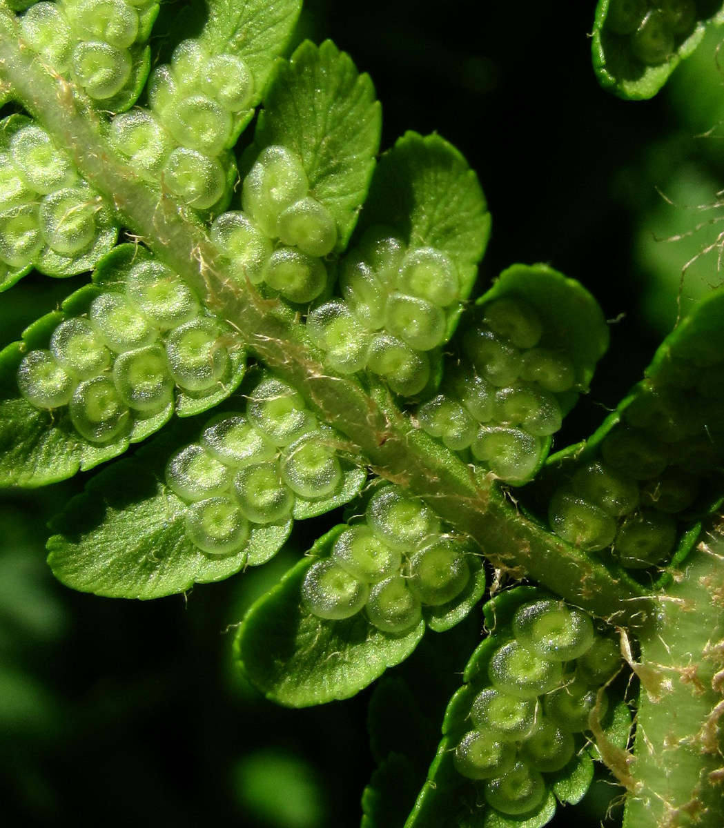 Изображение особи Dryopteris oreades.