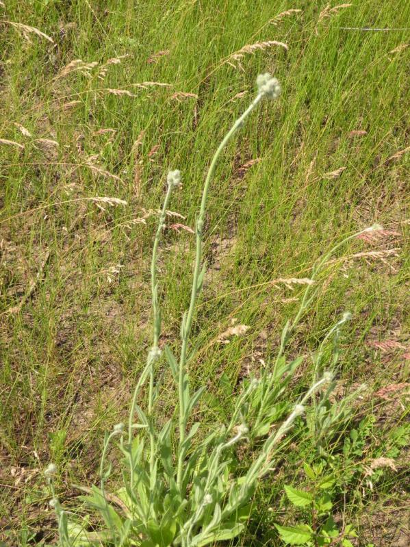 Изображение особи Pilosella echioides.