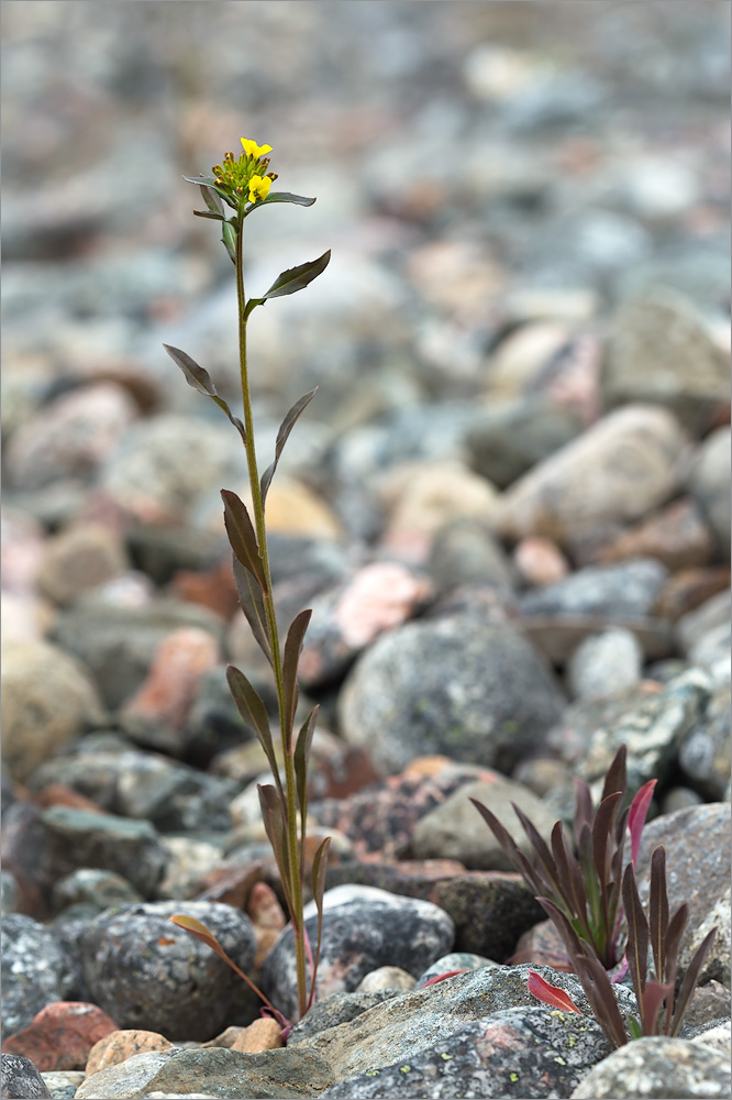 Image of Erysimum hieraciifolium specimen.