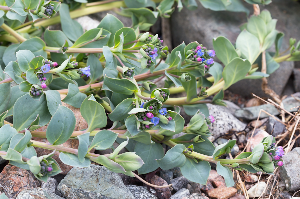 Изображение особи Mertensia maritima.