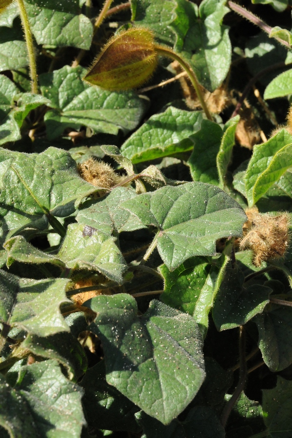 Image of Thunbergia gregorii specimen.