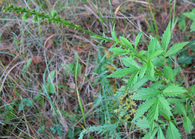 Image of Agrimonia pilosa specimen.