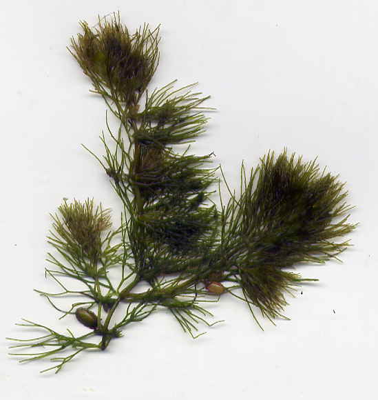 Изображение особи Ceratophyllum tanaiticum.