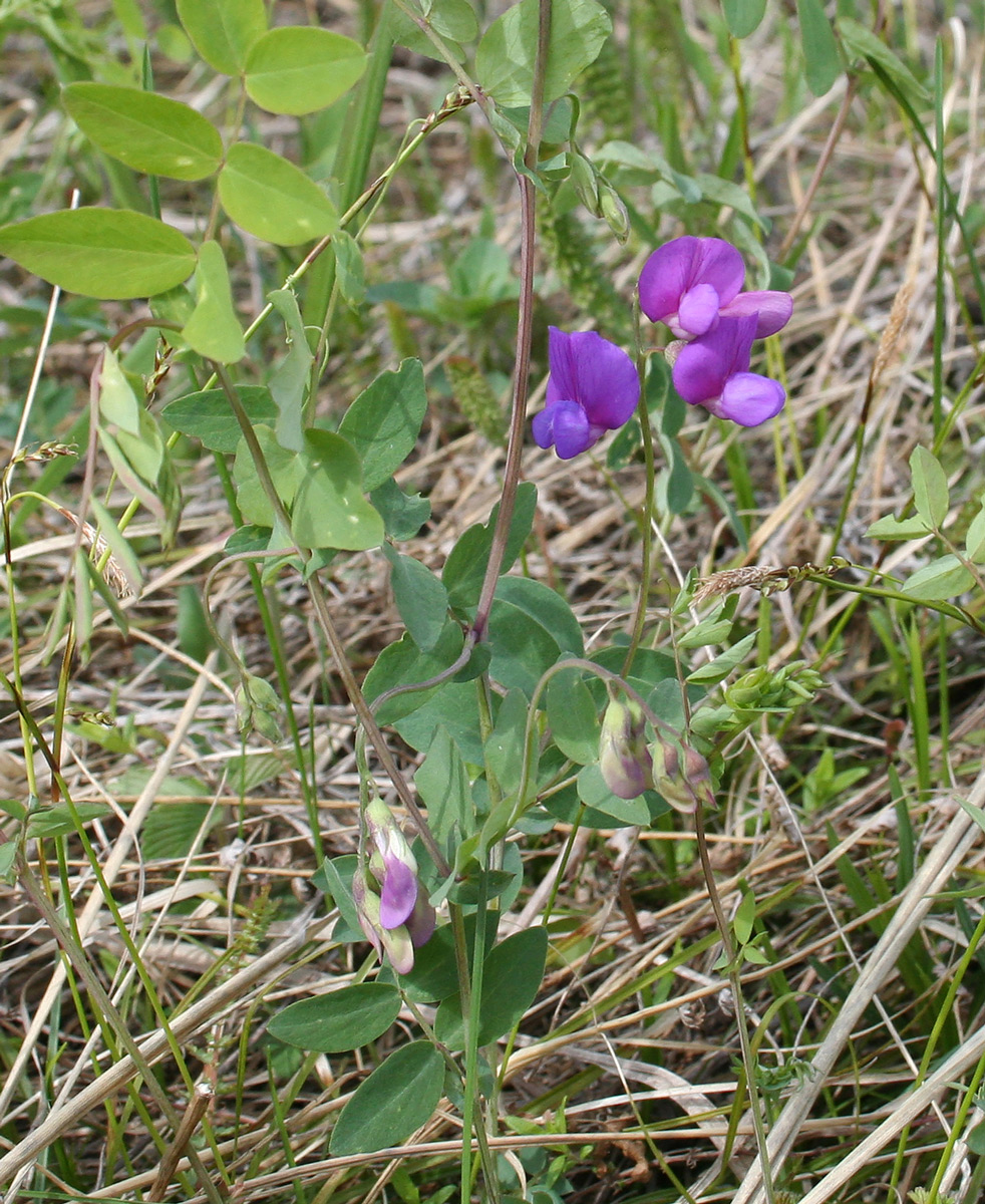 Изображение особи Lathyrus humilis.