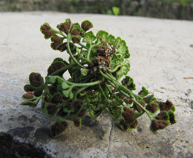 Изображение особи Asplenium ruta-muraria.