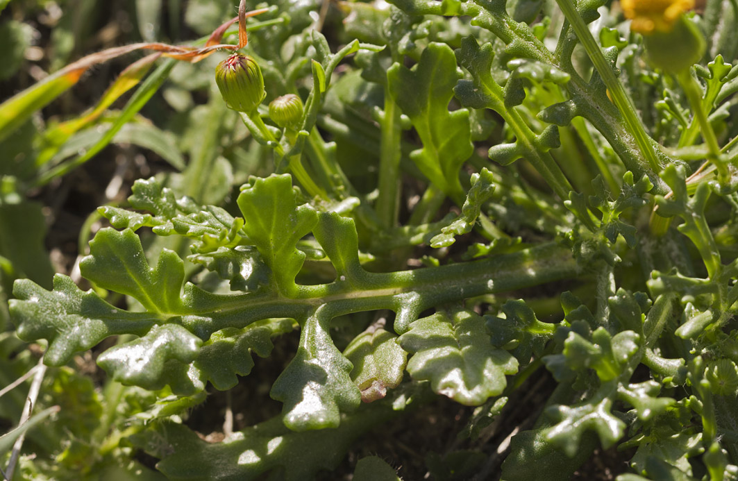 Image of Senecio leucanthemifolius specimen.