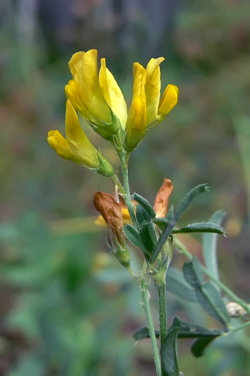 Изображение особи Medicago falcata.