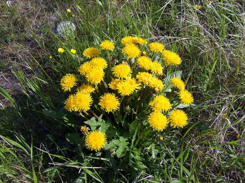 Изображение особи род Taraxacum.