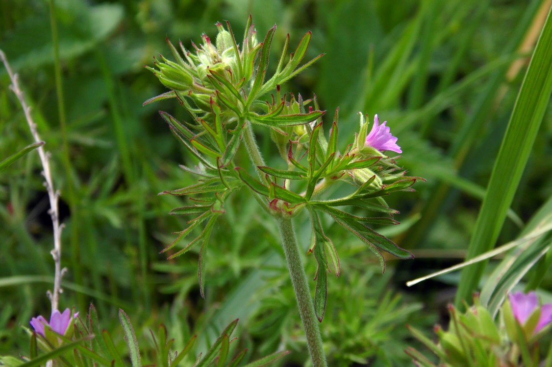 Изображение особи Geranium dissectum.