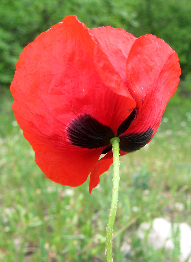 Изображение особи Papaver rhoeas var. strigosum.