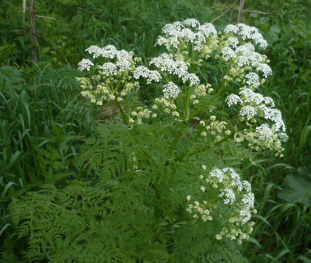 Изображение особи Anthriscus sylvestris.