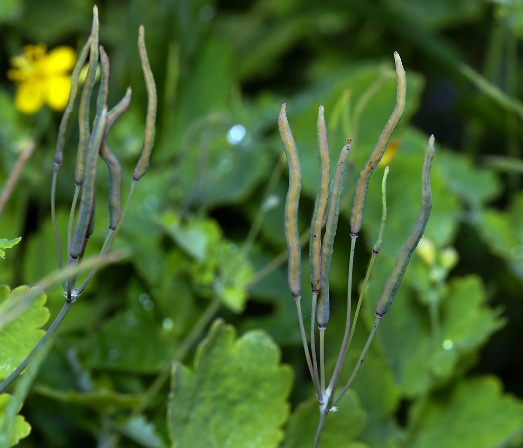 Image of Chelidonium majus specimen.