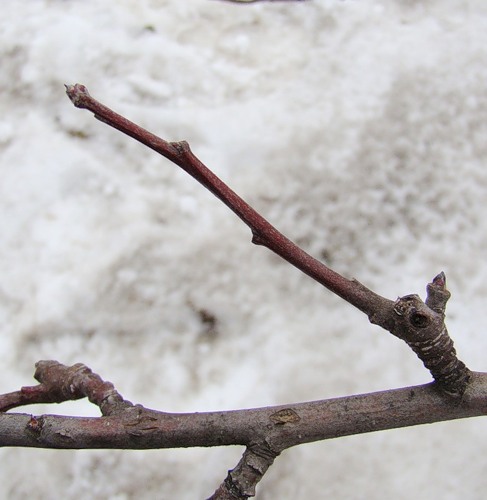 Изображение особи Malus domestica.