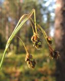 Carex paupercula