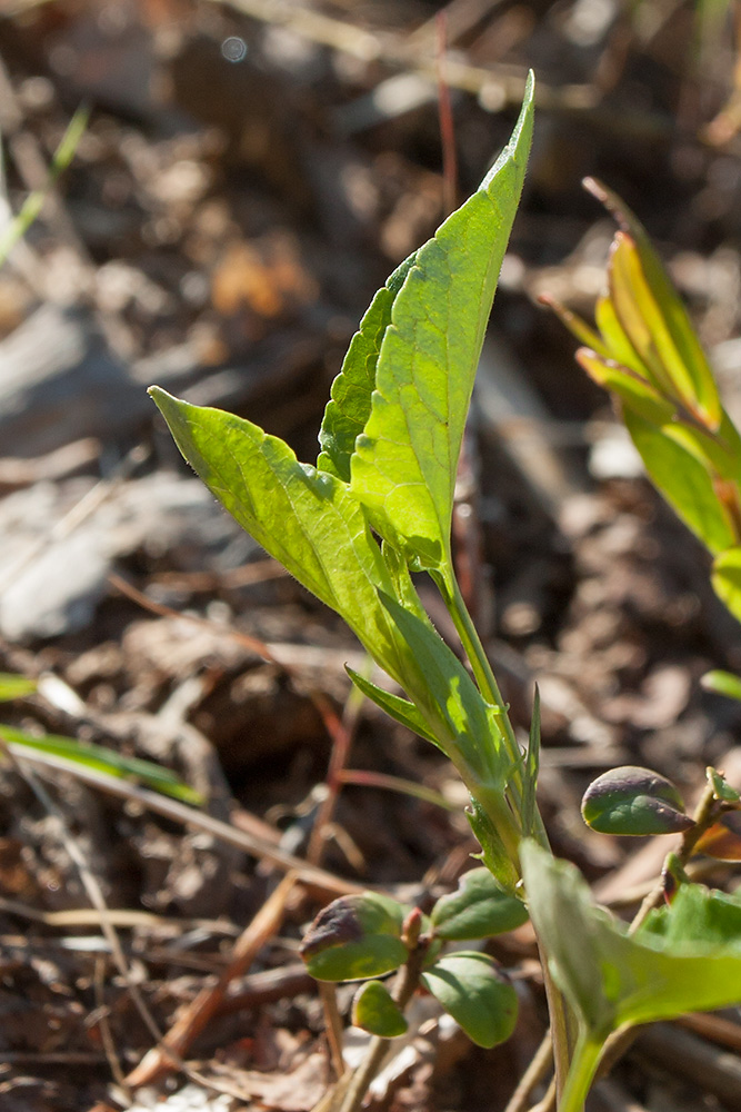 Image of Viola riviniana specimen.