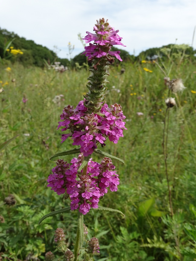 Изображение особи Pedicularis spicata.