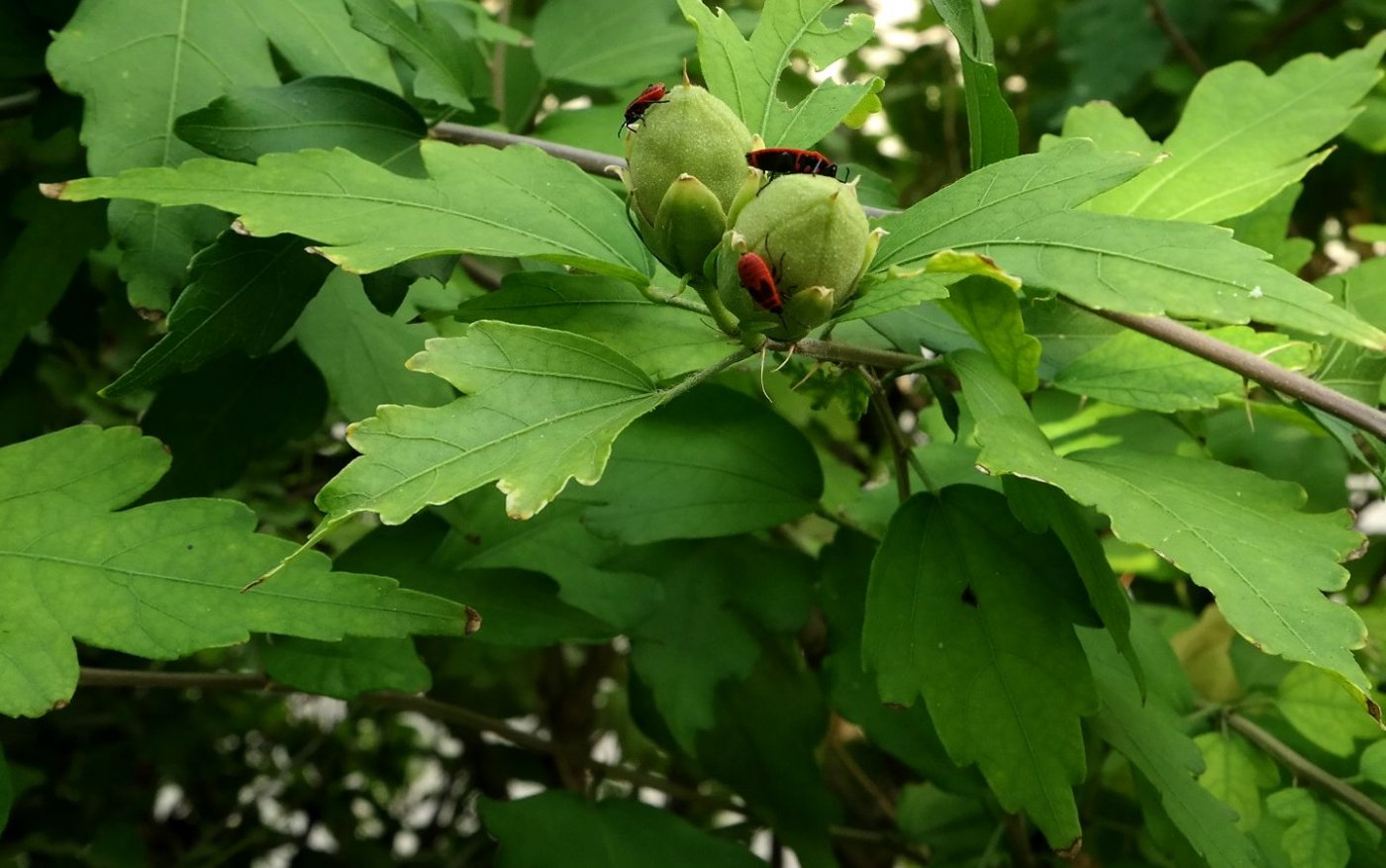 Image of Hibiscus syriacus specimen.