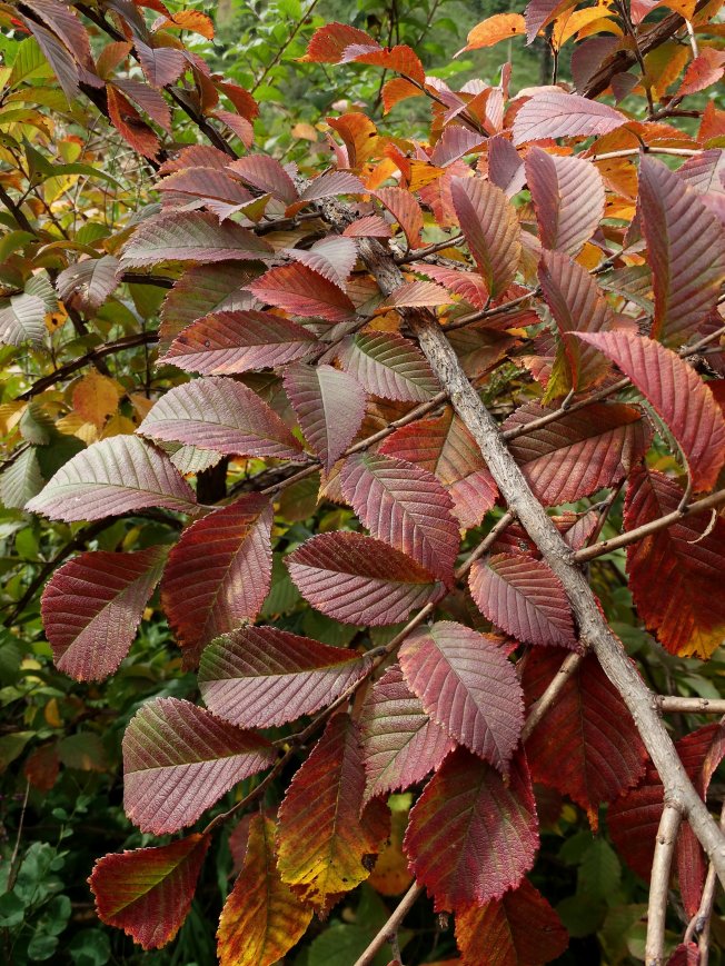 Image of Ulmus japonica specimen.