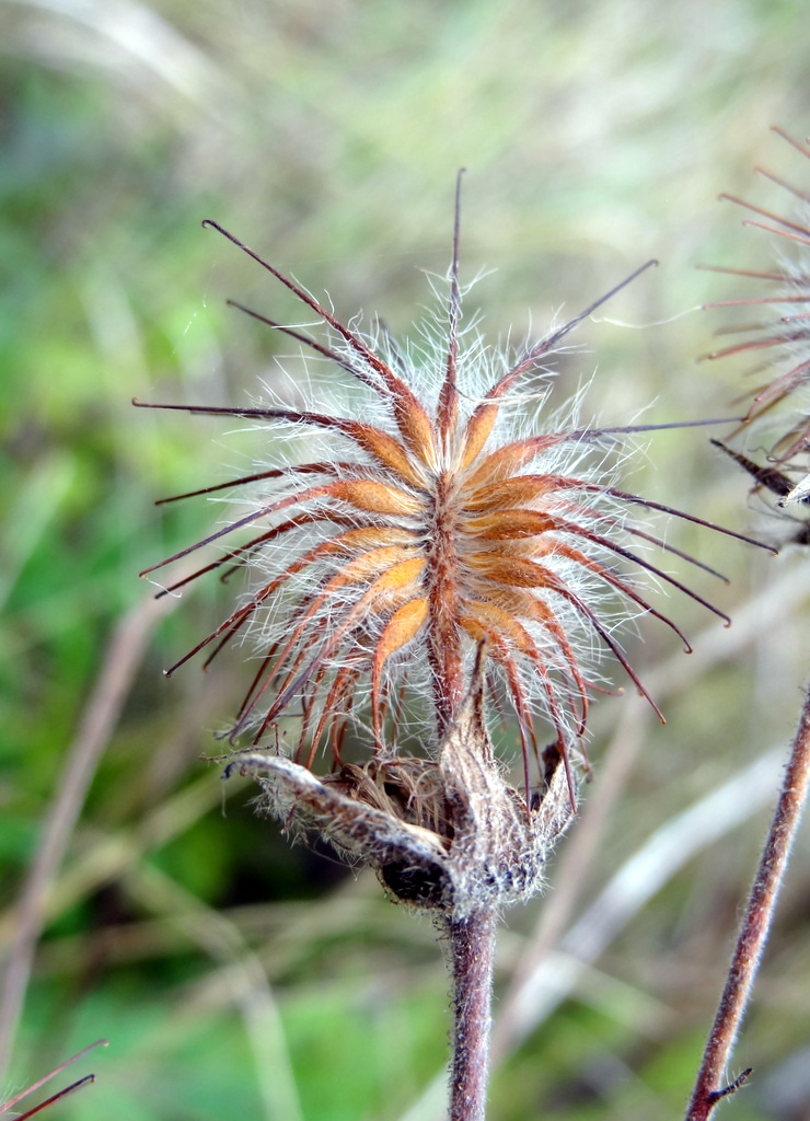 Image of Geum rivale specimen.