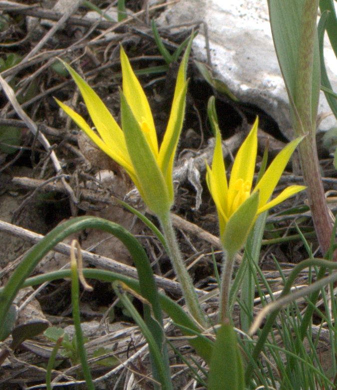 Image of genus Gagea specimen.