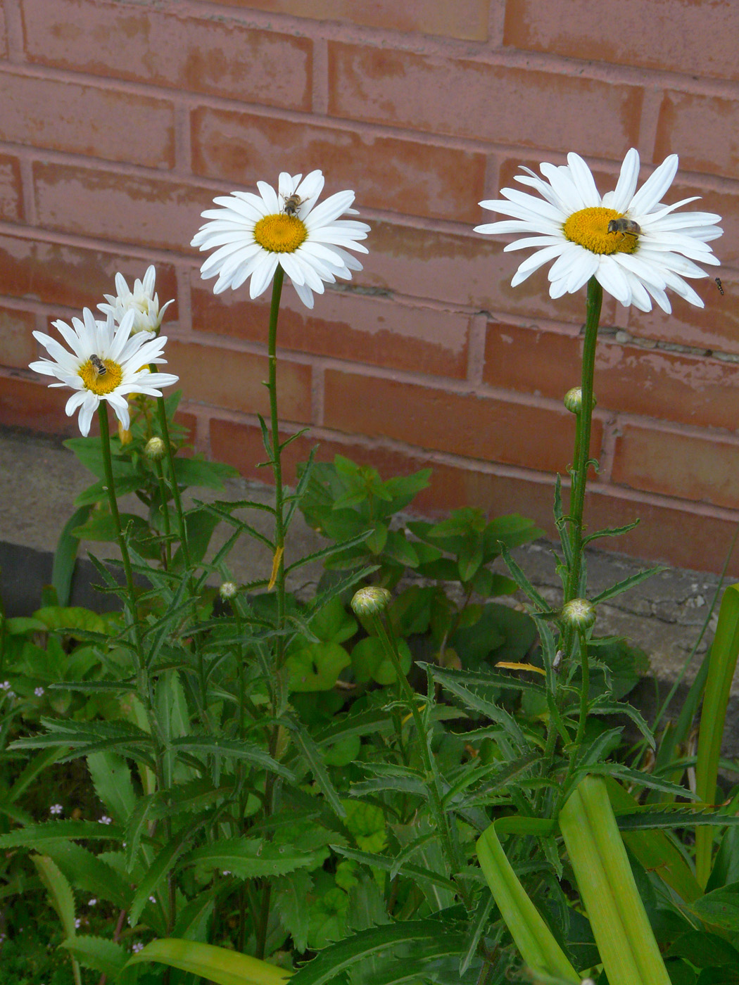 Image of Leucanthemum maximum specimen.