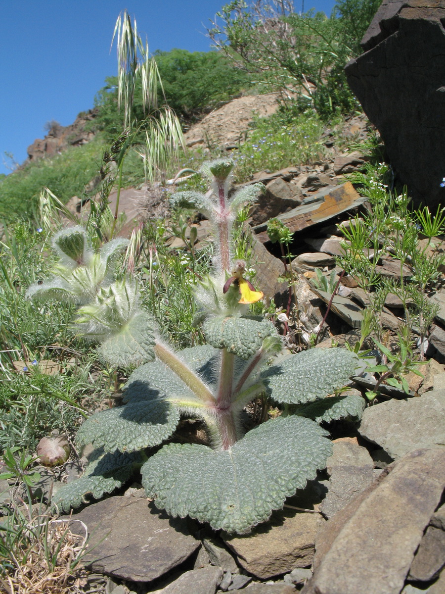 Image of Paraeremostachys karatavica specimen.