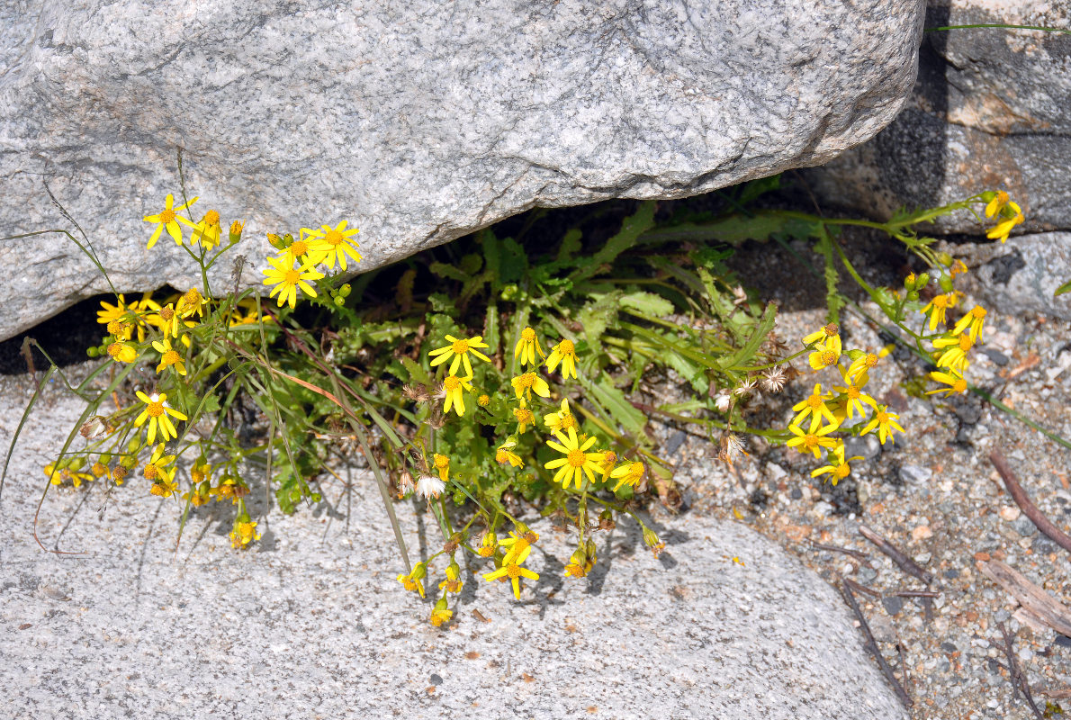 Image of Senecio vernalis specimen.