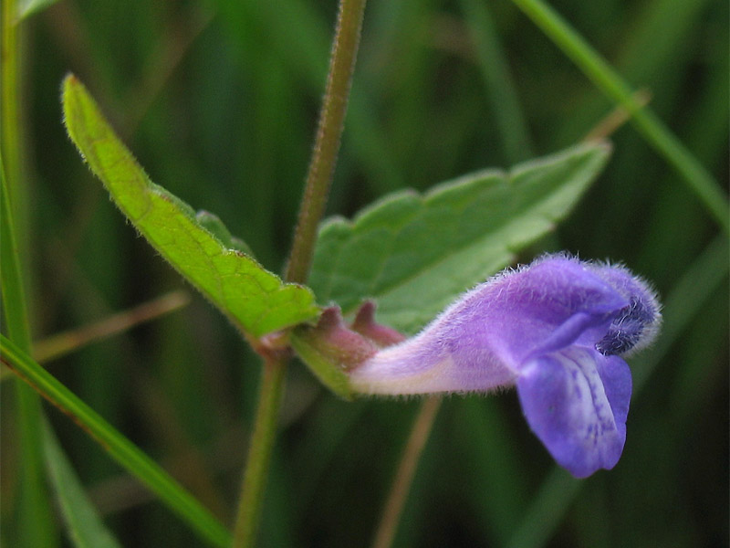 Image of Scutellaria galericulata specimen.