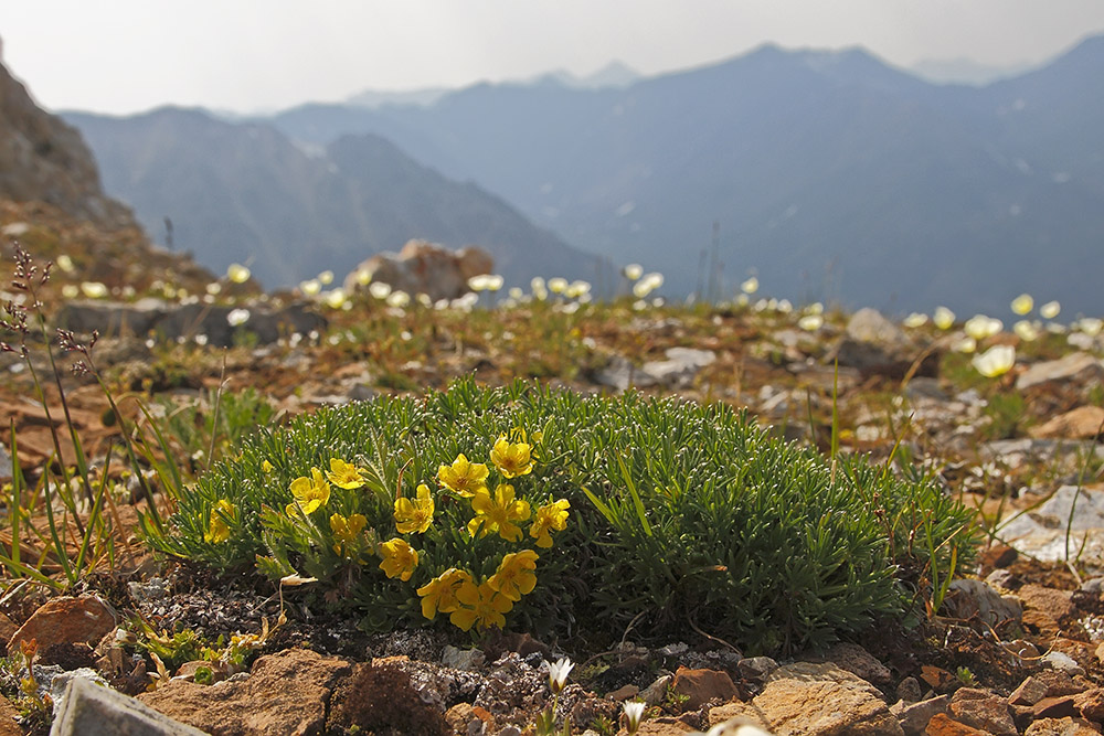 Image of Potentilla biflora specimen.