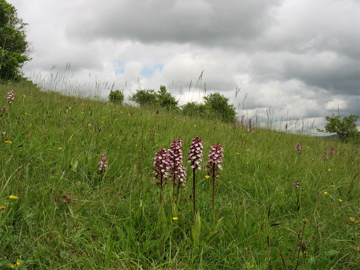 Image of Orchis purpurea specimen.