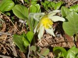 Pulsatilla orientali-sibirica. Цветущее растение среди листьев Pyrola. Иркутская обл., Шелеховский р-н, окр. с. Шаманка, смешанный лес. 23.05.2016.