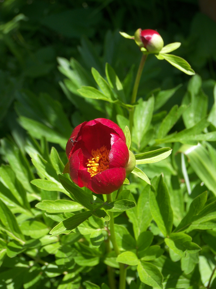 Image of Paeonia peregrina specimen.