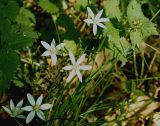 Ornithogalum woronowii