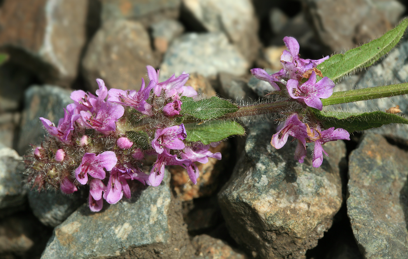 Изображение особи Stachys aspera.